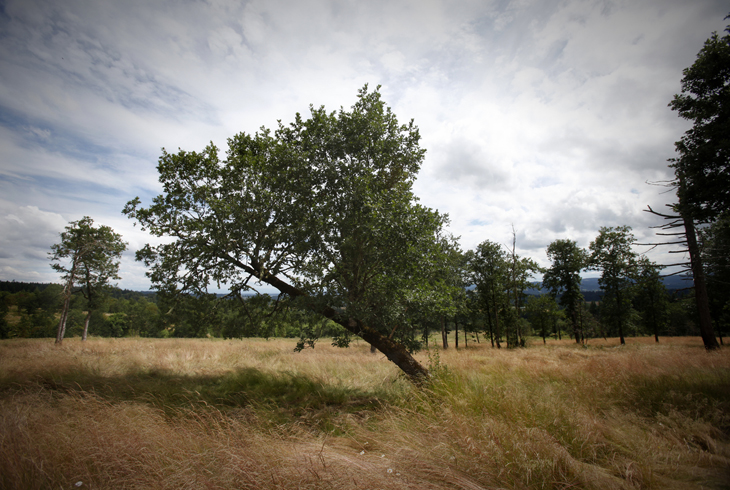 THPRD's Nature & Trails staff manages about 1,500 acres of natural area, including scenic Cooper Mountain Nature Park in Aloha.