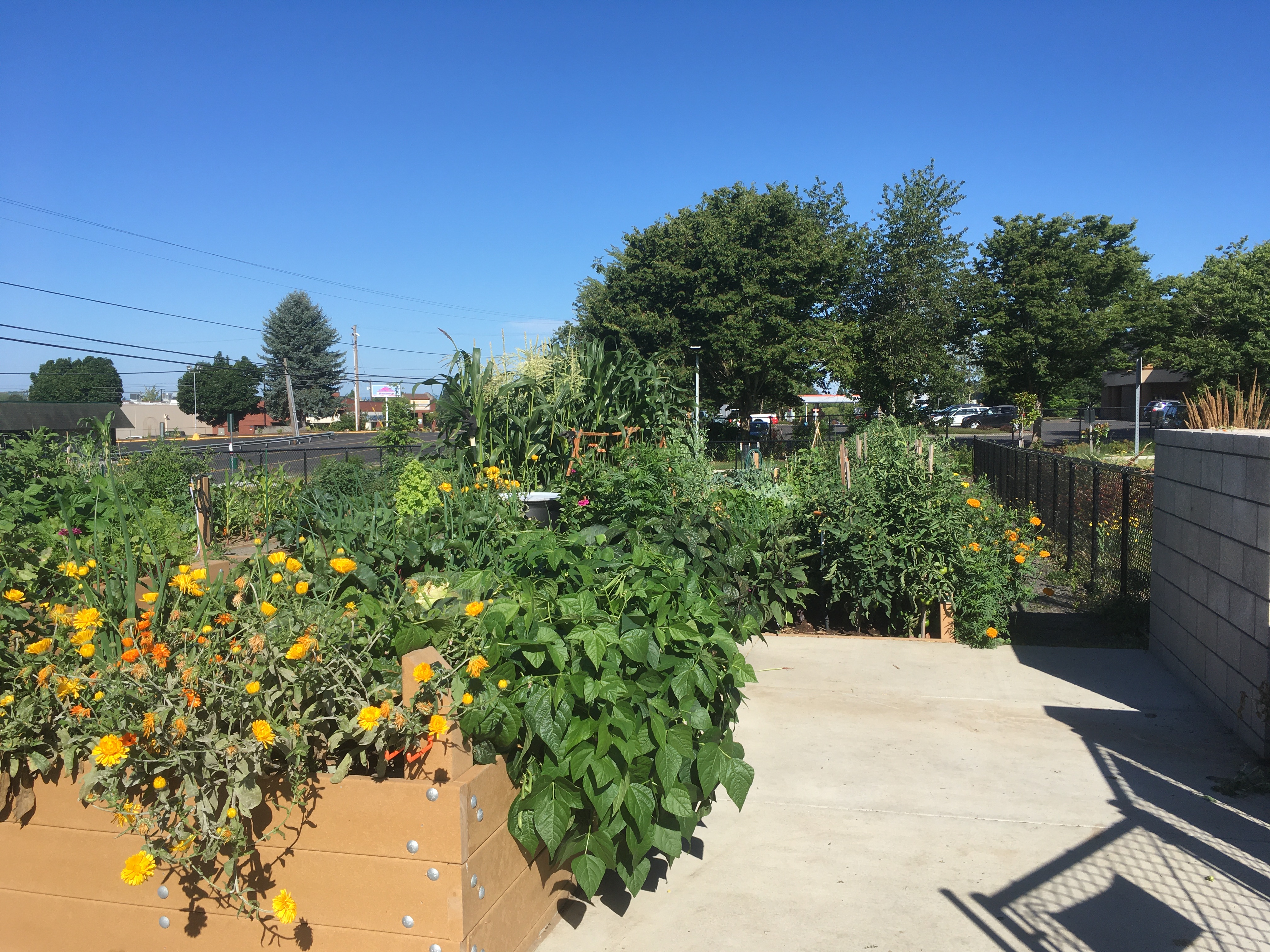 Community Garden